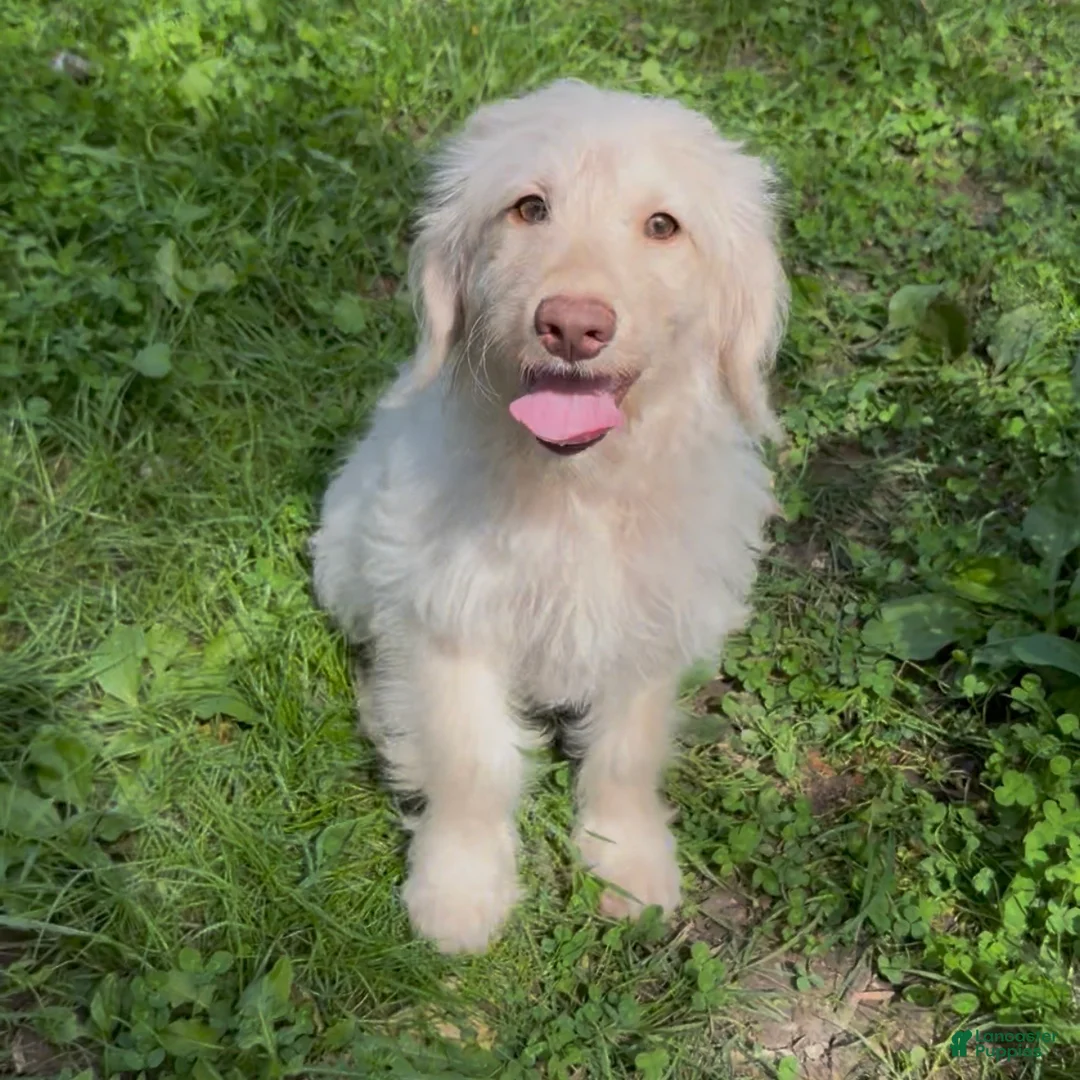 Mini Goldendoodle dogs for sale: Flynn - Ad 2