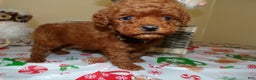 Miniature Poodle dogs for sale: Miniature Poodle Puppy 7 Cookie - Ad 4