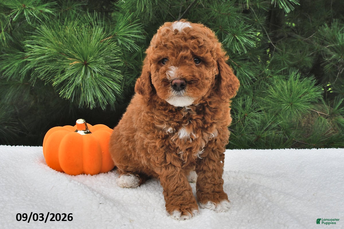 Mini Goldendoodle dogs Louie - Ad 1