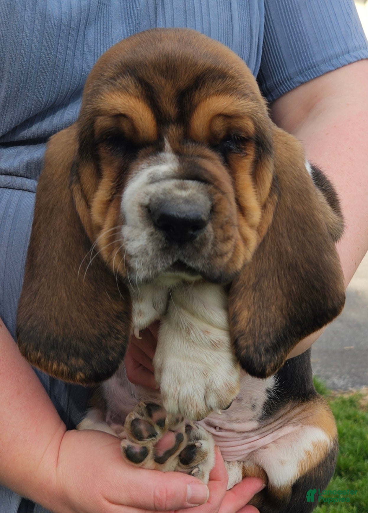 Basset Hound dogs Moose - Ad 1