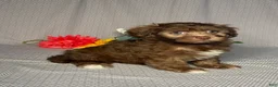 Havapoo dogs for sale: Cody - Ad 3