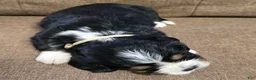 Miniature Bernese Mountain Dog dogs for sale: Sorrento [Reserved] - Ad 3