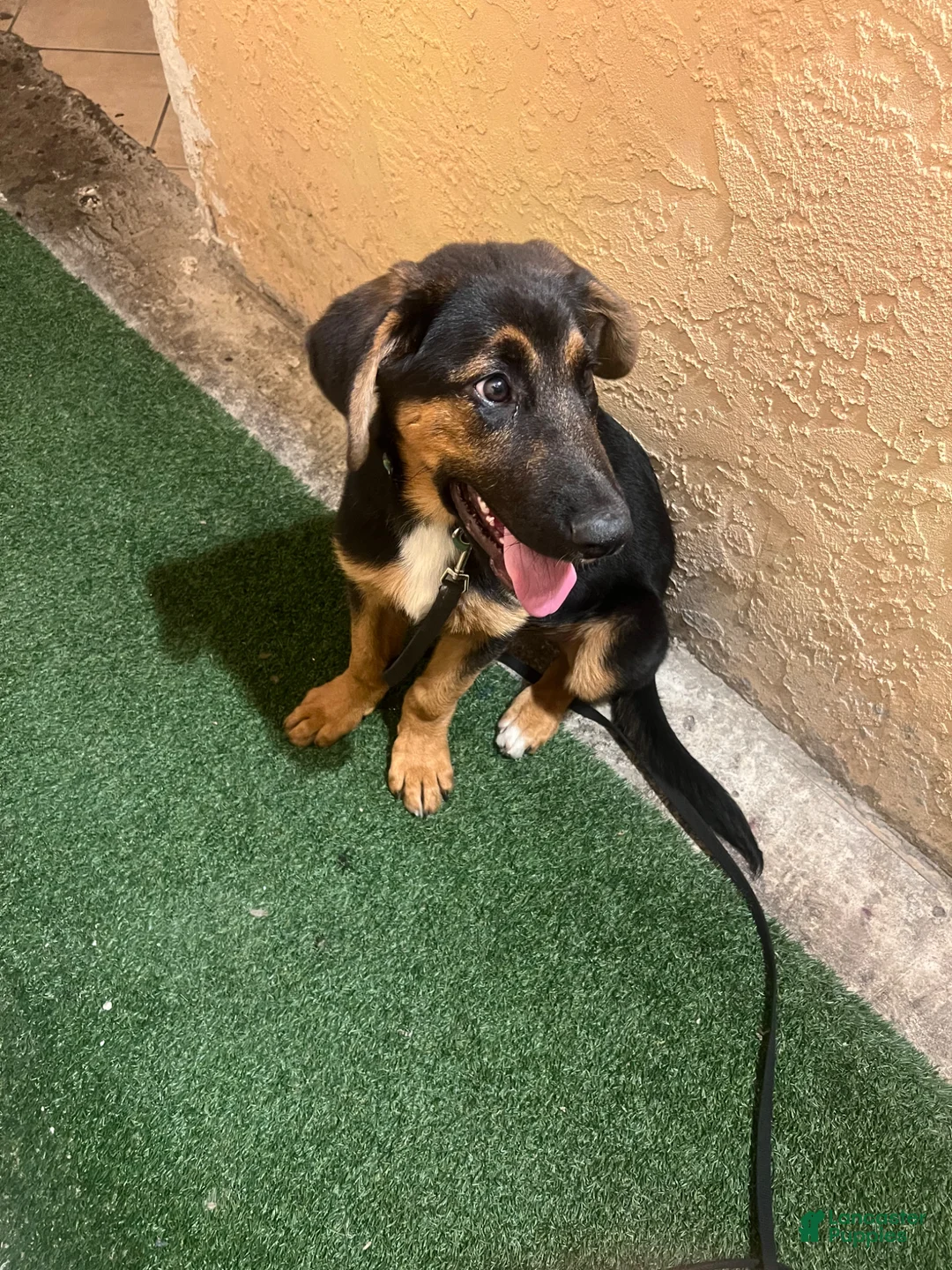 Mixed Breed dogs for sale: Mixed Breed Puppy 1 - Ad 2