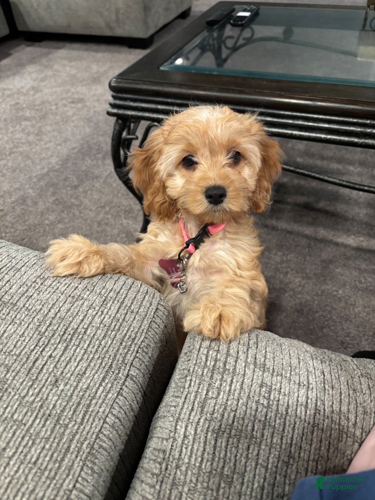 Cockapoo dogs Cockapoo 1 - Ad 1