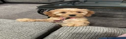 Cockapoo dogs for sale: Cockapoo 1 - Ad 1