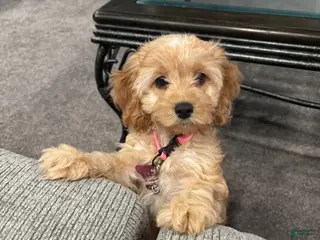 Cockapoo dogs Cockapoo 1 - Ad 1