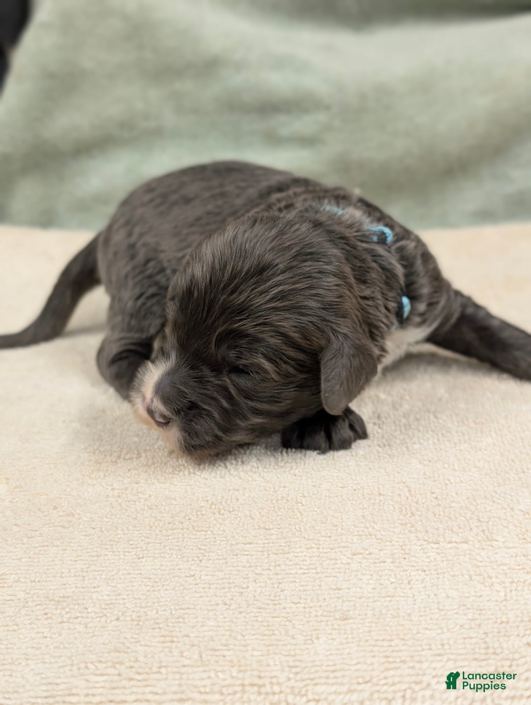 Sheepadoodle dogs for sale: Bronson - Ad 7