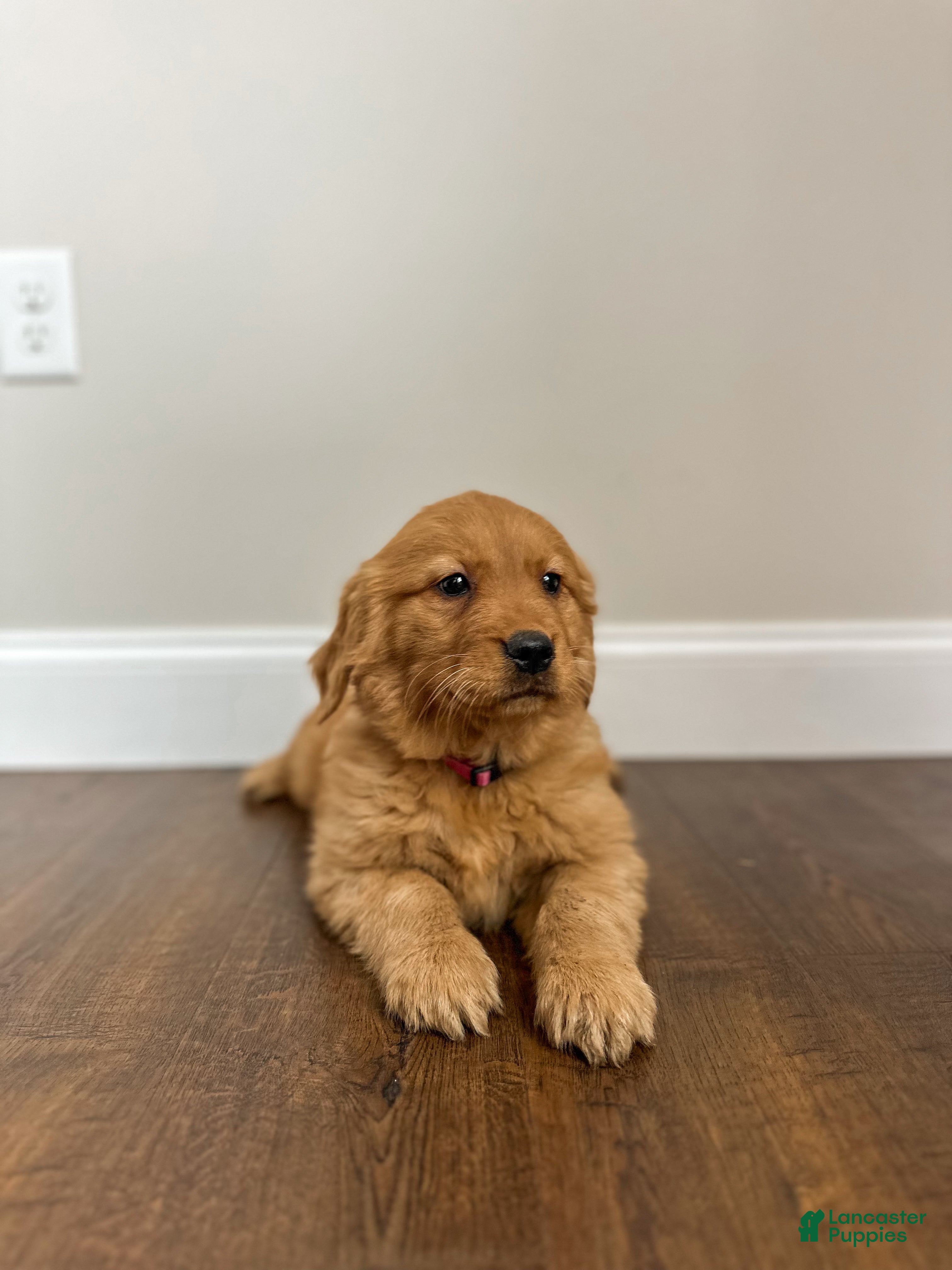 Golden Retriever dogs Ruby - Ad 2