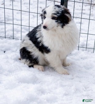 Miniature Australian Shepherd dogs Miniature Australian Shepherd Puppy 4 - Ad 15