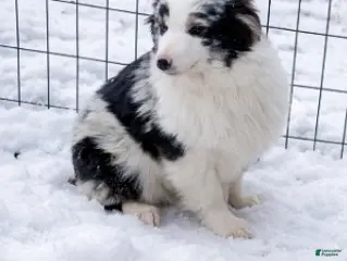 Miniature Australian Shepherd dogs Miniature Australian Shepherd Puppy 4 - Ad 15