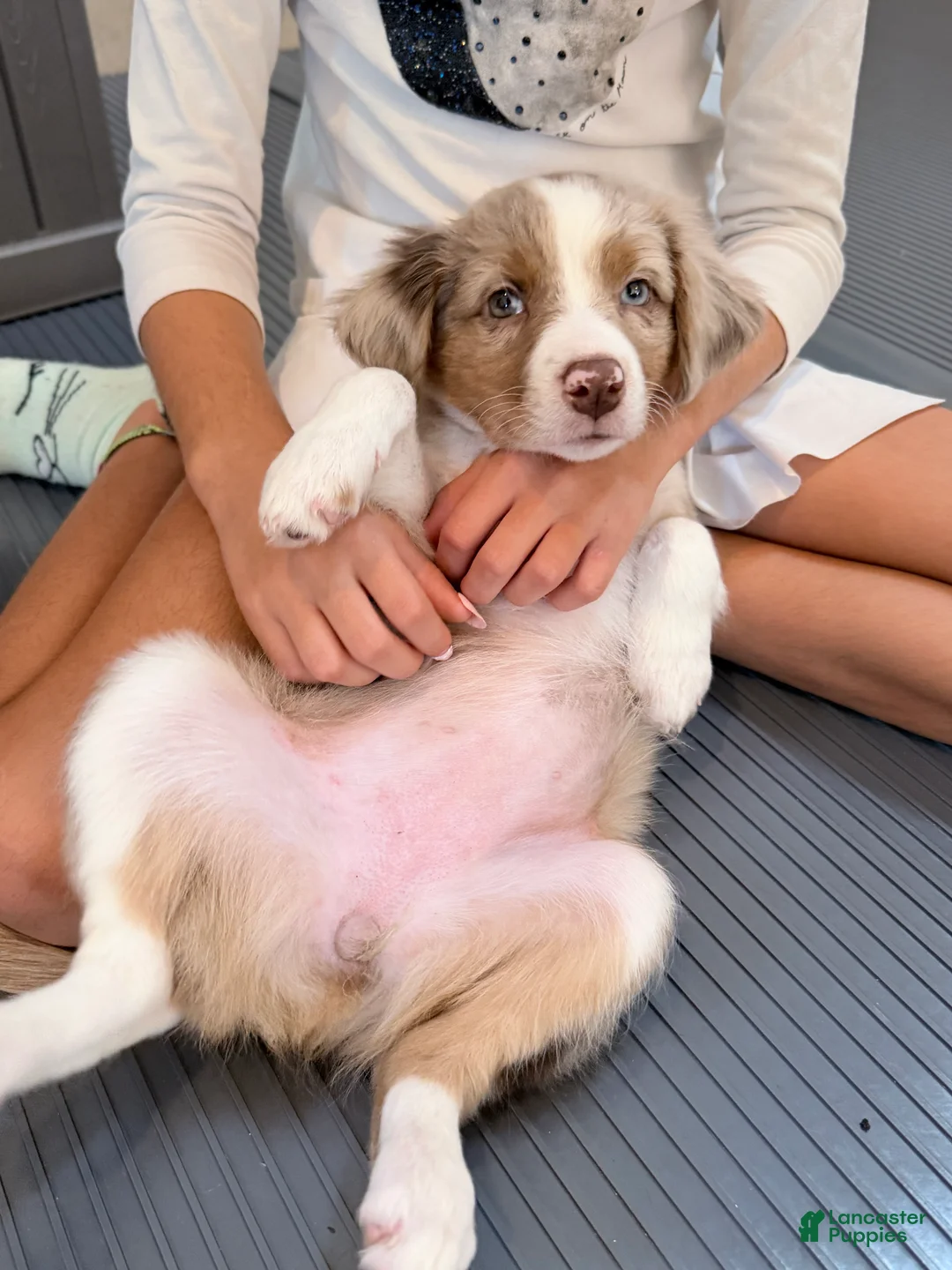 Australian Shepherd dogs for sale: Gracie - Ad 2