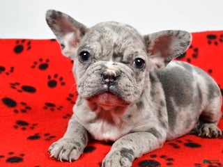 Mixed Breed dogs Ronnie - Ad 35