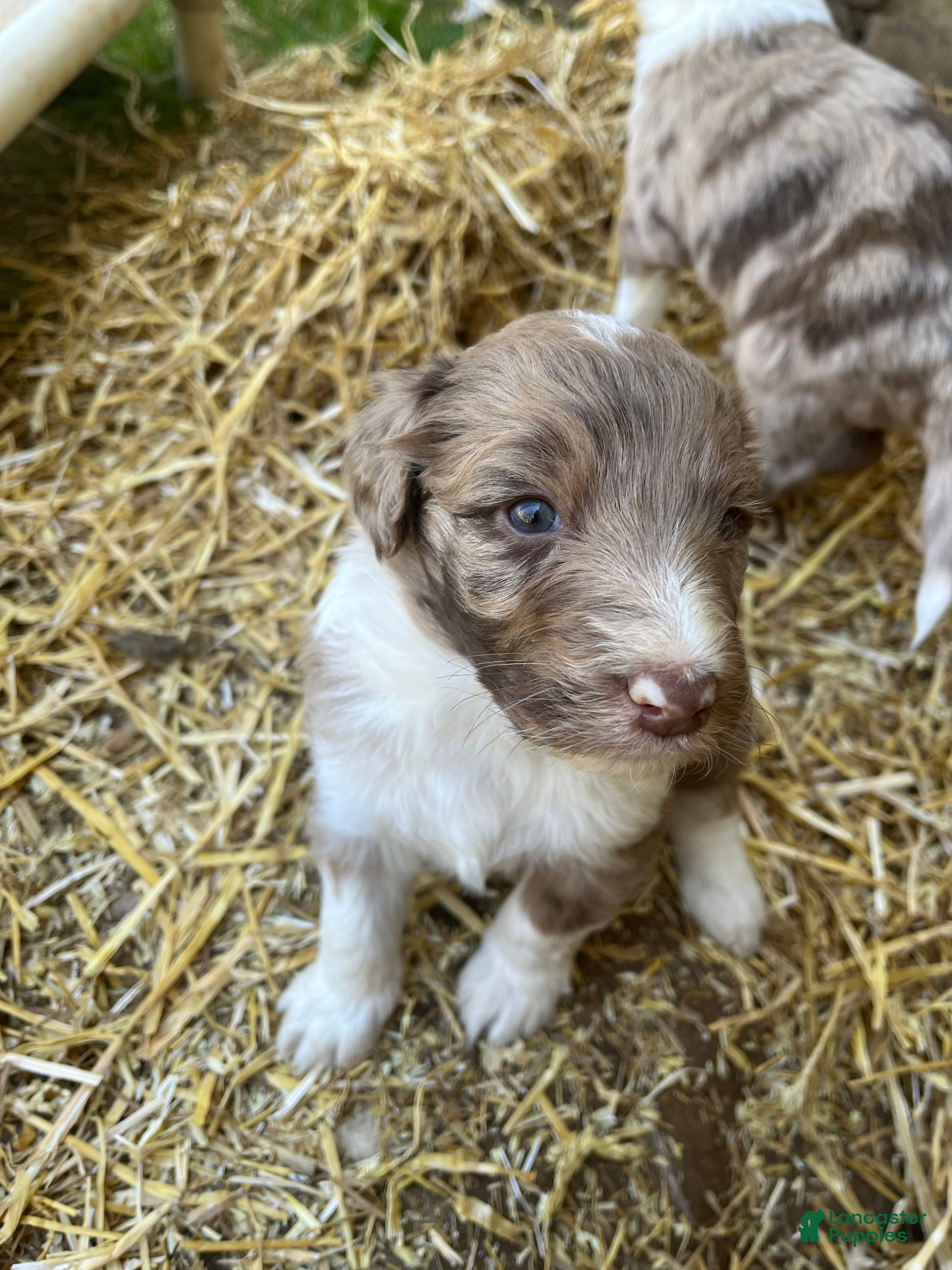 Aussiedoodle dogs Aussiedoodle Puppy 3 - Ad 2