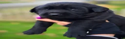 Labrador Retriever dogs for sale: Labrador Retriever 1 - Ad 15