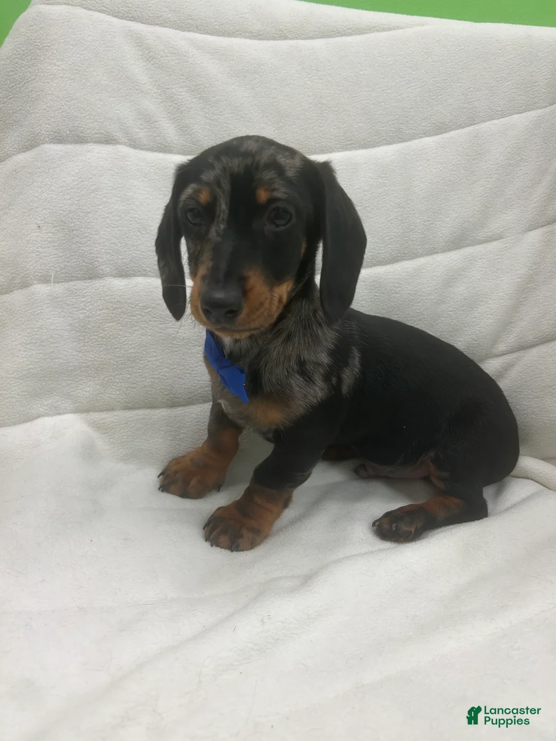 Miniature Dachshund dogs for sale: Miniature Dachshund Puppy 1 - Ad 2