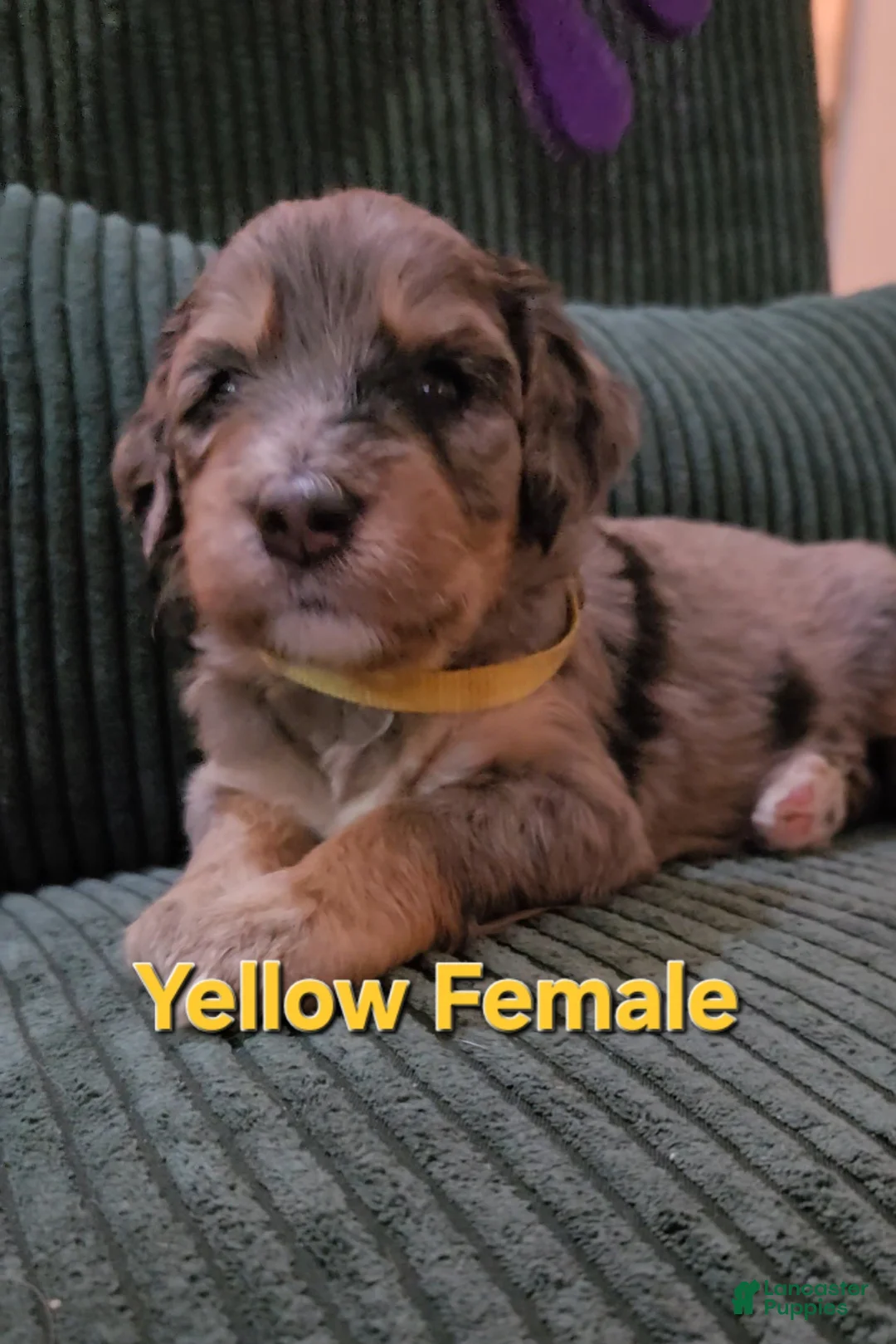 Bernedoodle dogs for sale: Bernedoodle 6 Yellow Collar  - Ad 2