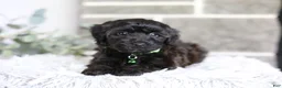 Yorkiepoo dogs for sale: Charlie  - Ad 4