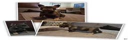 French Bulldog dogs for sale: Bebe Blue Fawn Fluffy Carrier - Ad 1