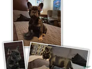 French Bulldog dogs for sale: Bebe Blue Fawn Fluffy Carrier - Ad 3