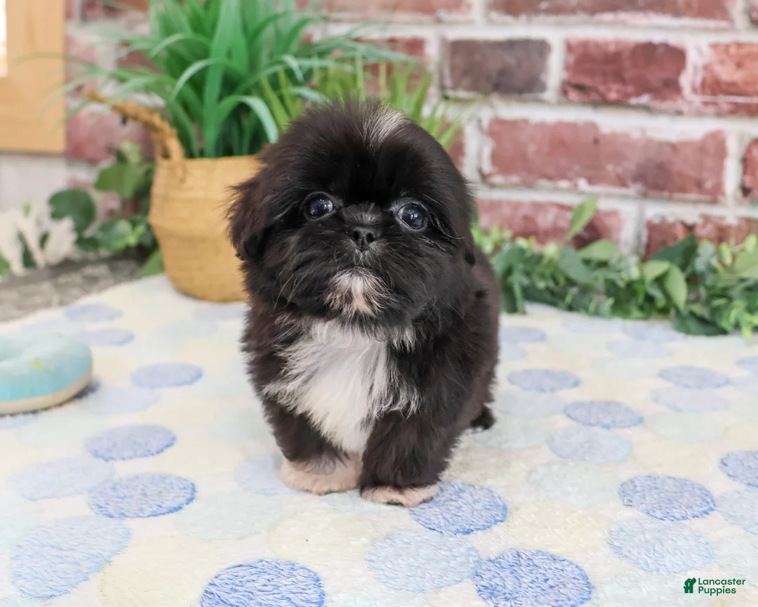Shih Tzu dogs for sale: Manny - Ad 2