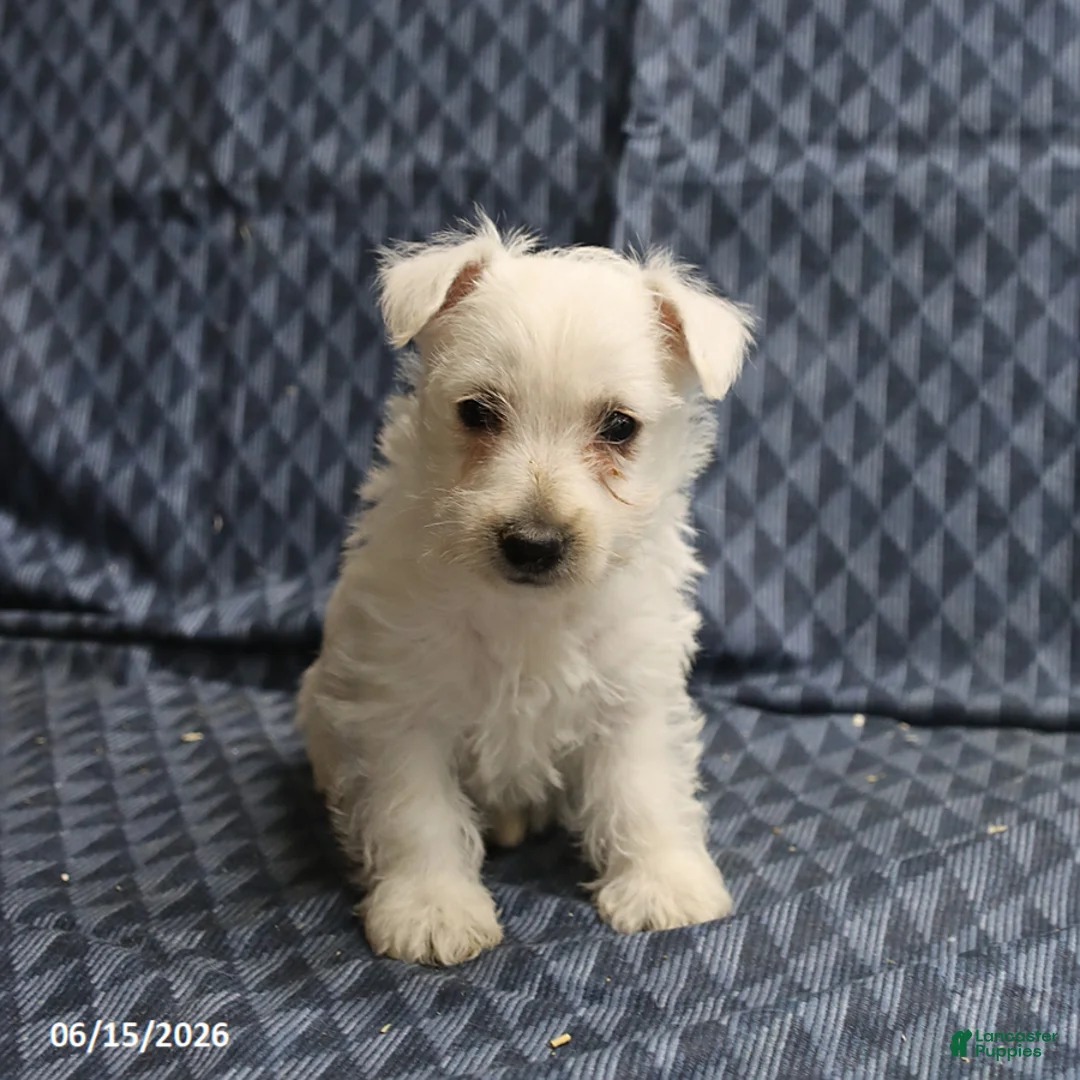 West Highland Terrier dogs for sale: Dianne - Ad 5