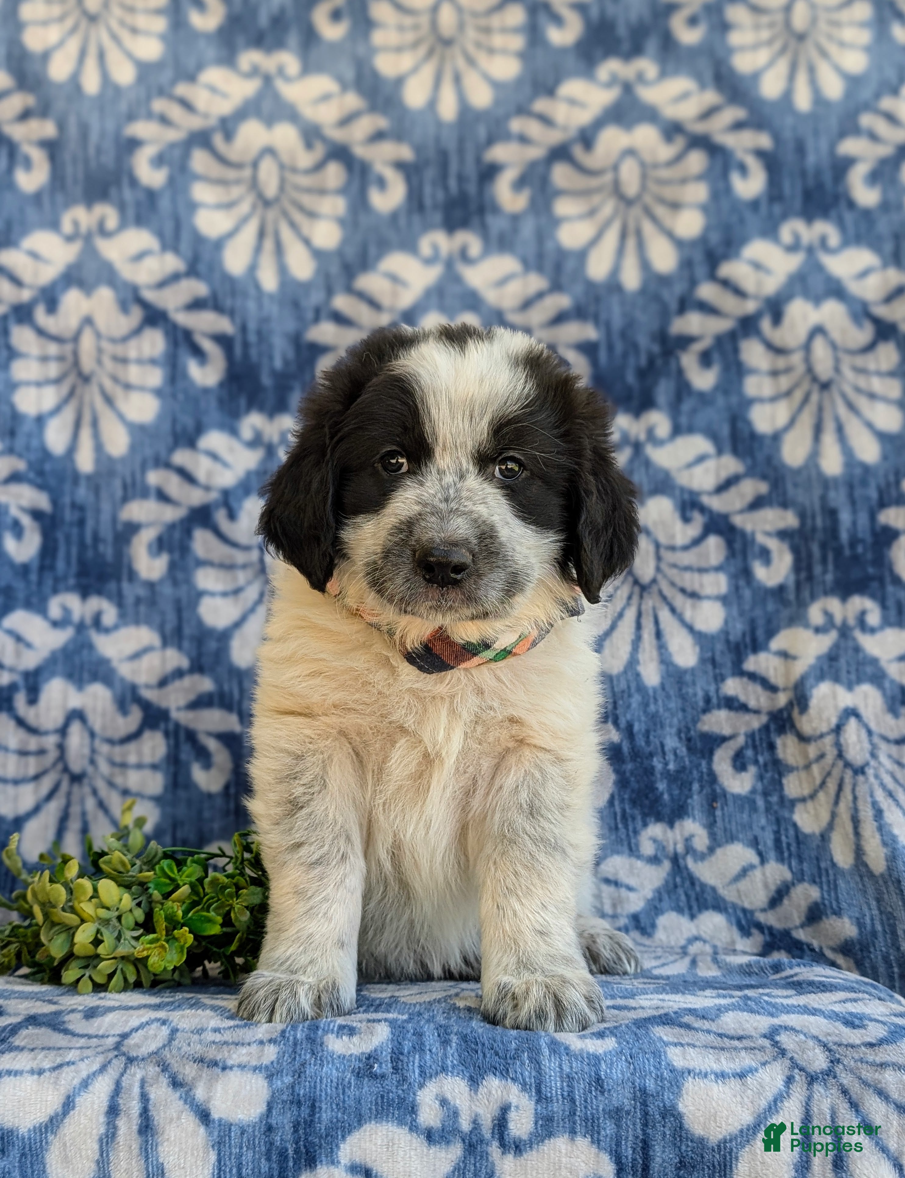 Mixed Breed dogs Moore - Ad 2