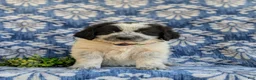 Mixed Breed dogs for sale: Moore - Ad 2