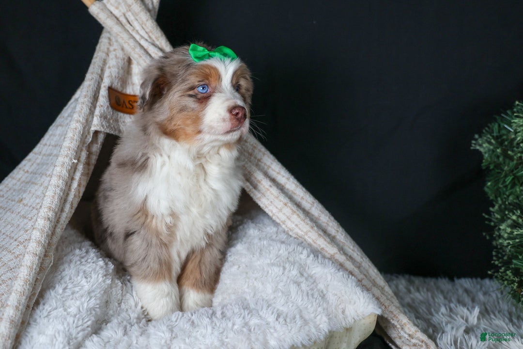 Miniature Australian Shepherd dogs for sale: SAMMY - Ad 12
