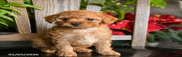 Toy Poodle dogs for sale: Wiggles - Ad 1