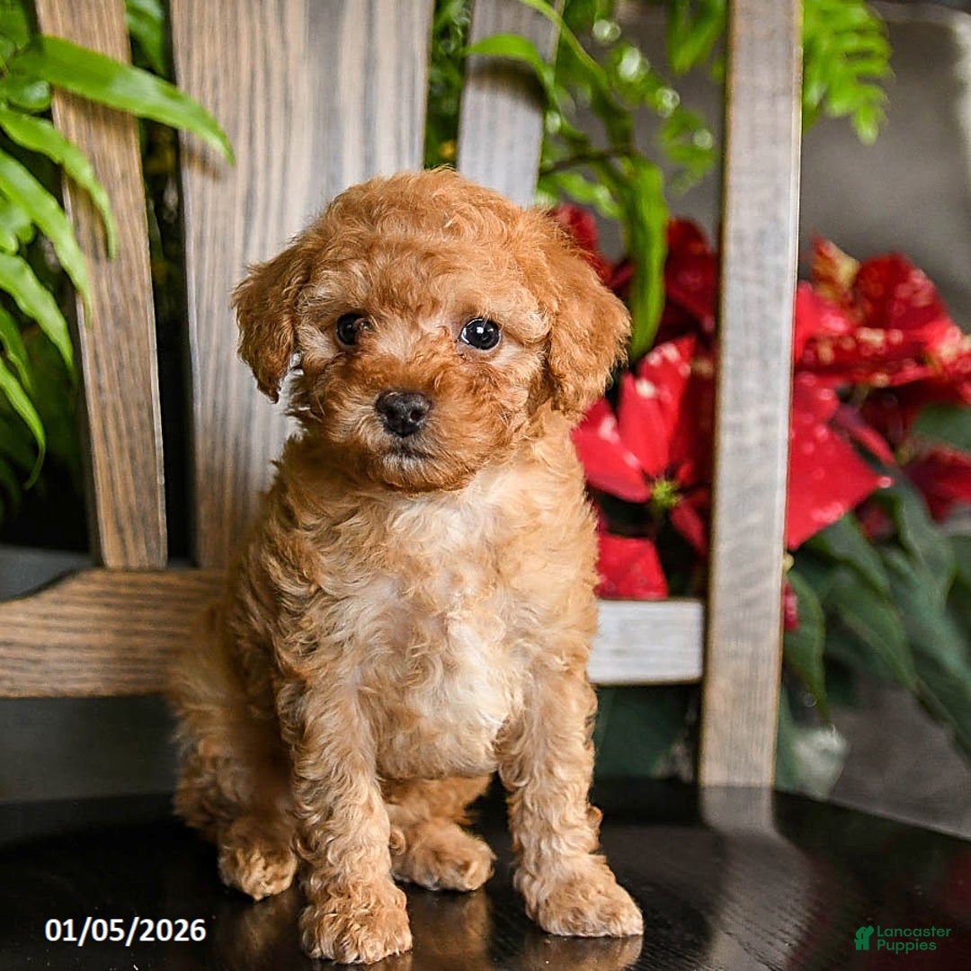 Toy Poodle dogs for sale: Wiggles - Ad 1