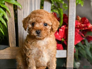 Toy Poodle dogs Wiggles - Ad 40