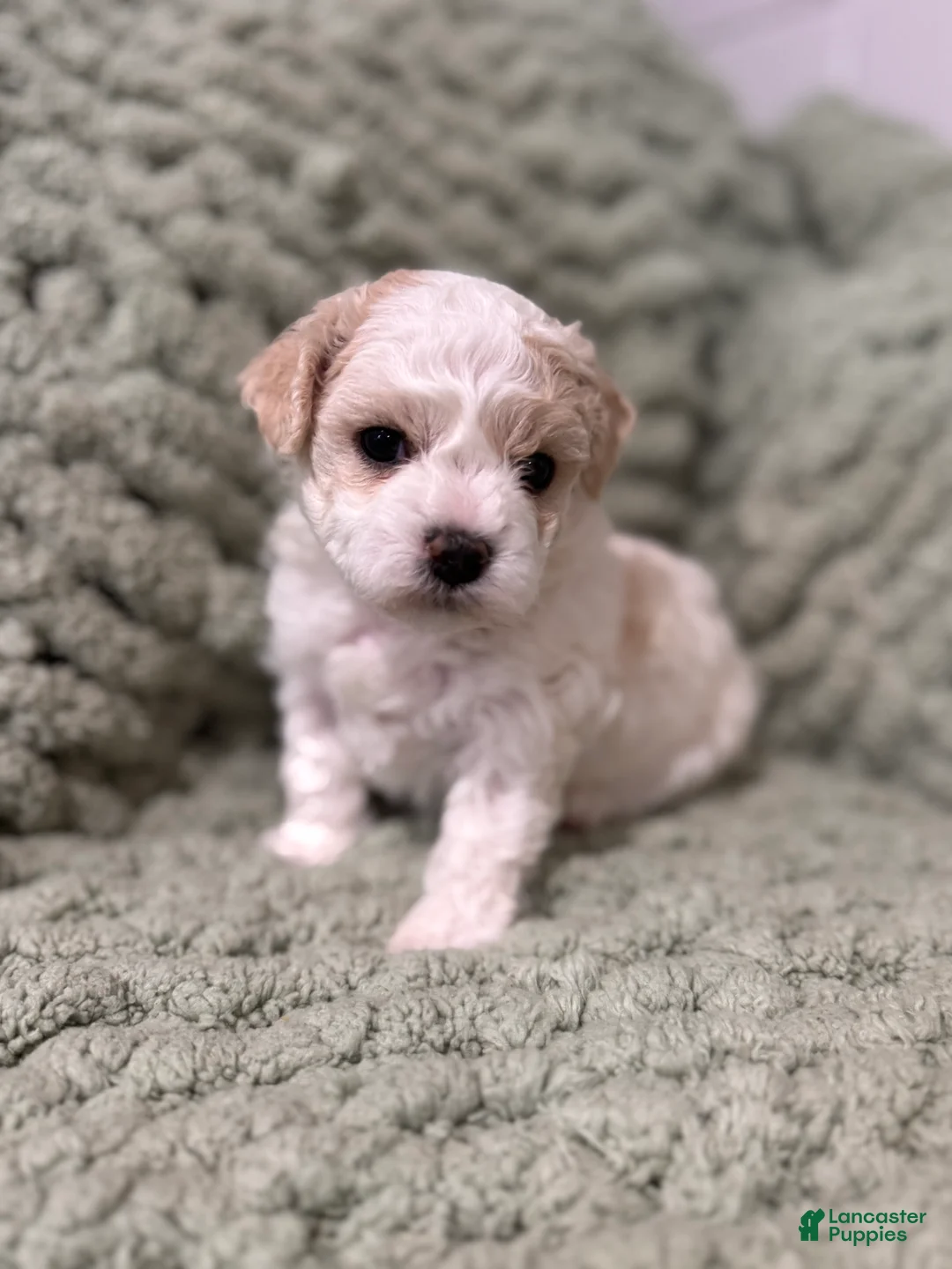 Mixed Breed dogs for sale: Amelia (Millie)  - Ad 1