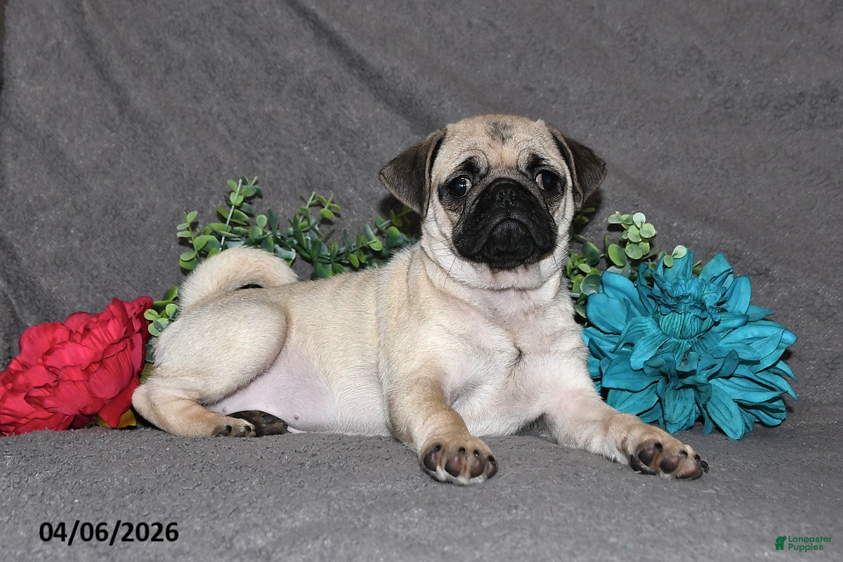 Pug dogs Marshmellow - Ad 2