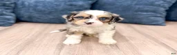 Cavapoo dogs for sale: Jenna - Ad 4