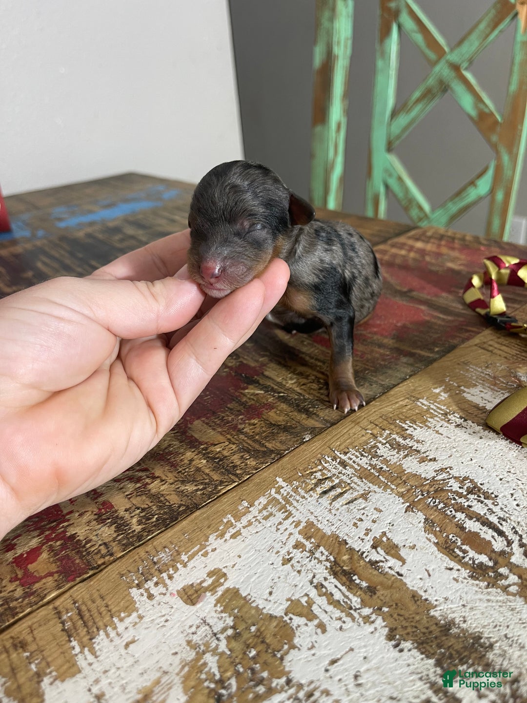 Miniature Poodle dogs for sale: Akc Blue Merle Phantom  - Ad 16