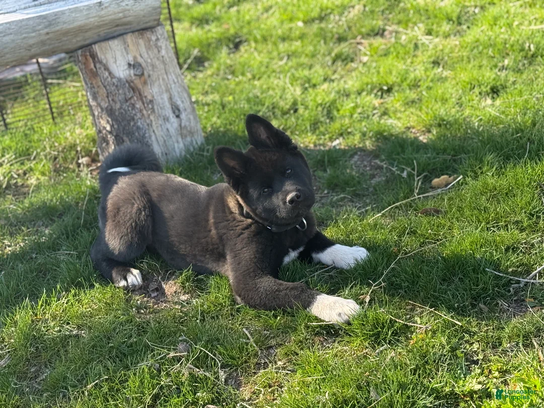 Akita dogs for sale: Akita Puppy 2 - Ad 1