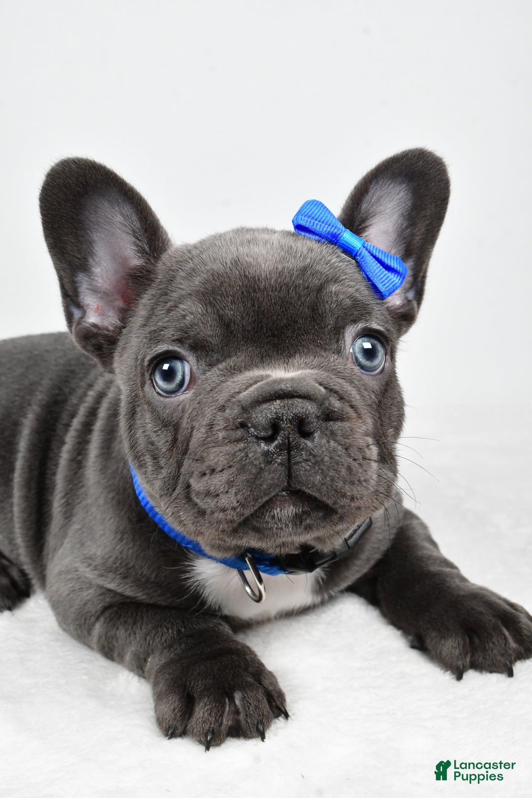 French Bulldog dogs for sale: AJ - Ad 5