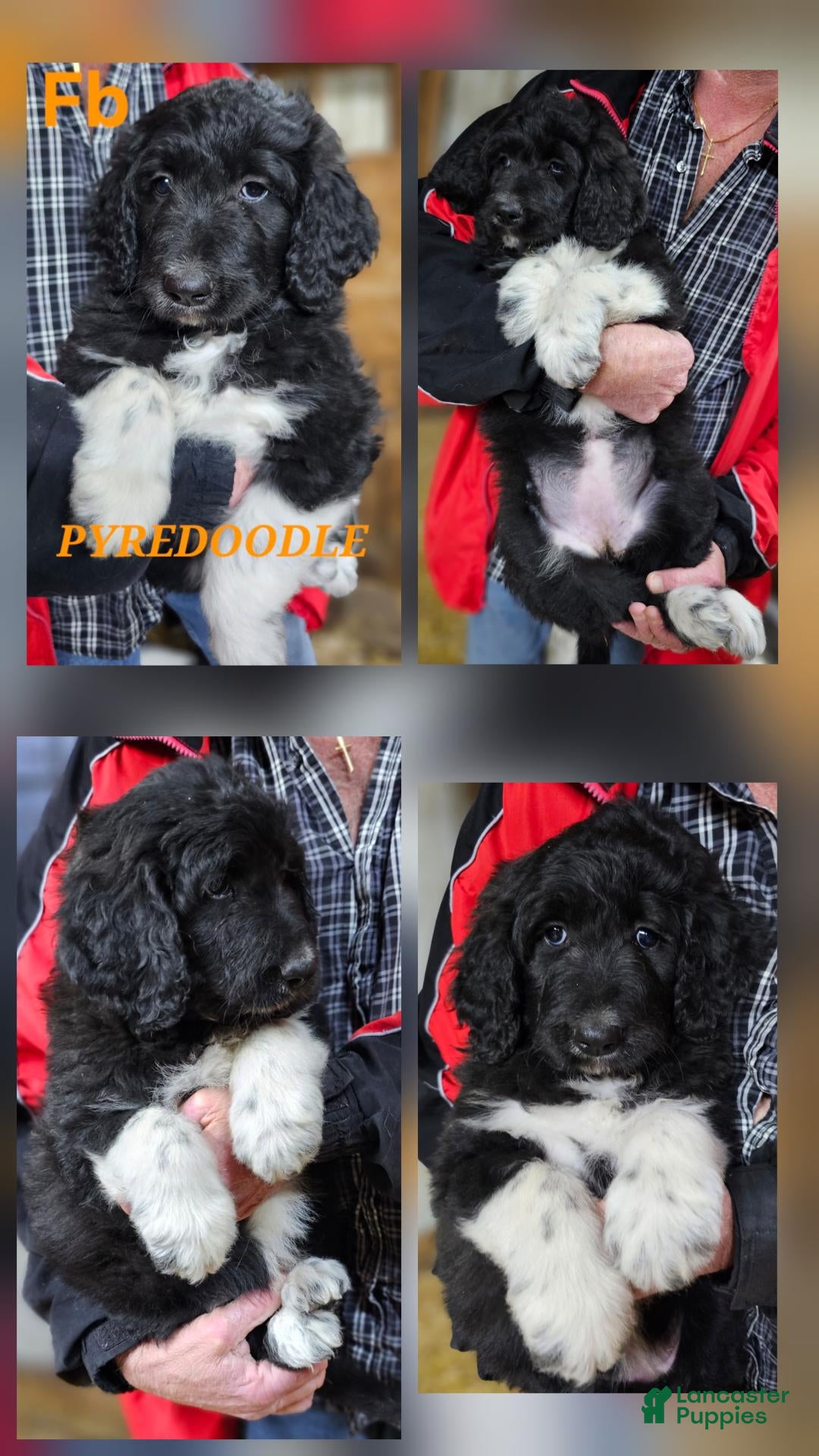 Pyredoodle (Mixed breed, Female) in Urbana, OH