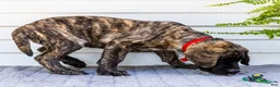 English Mastiff dogs for sale: Max - Ad 6