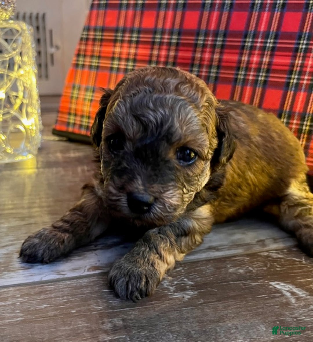 Pomapoo dogs for sale: S'Mores - Ad 1