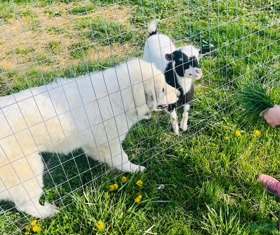 Great Pyrenees dogs for sale: Great Pyrenees Puppy  - Ad 3