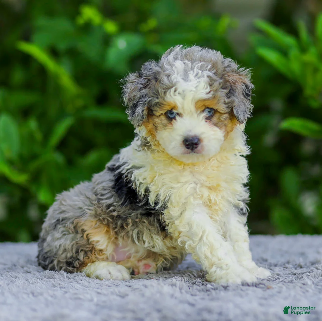 Mini Aussiedoodle dogs for sale: Winston - Ad 1