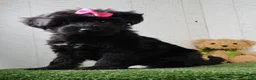Yochon dogs for sale: Stella - Ad 5