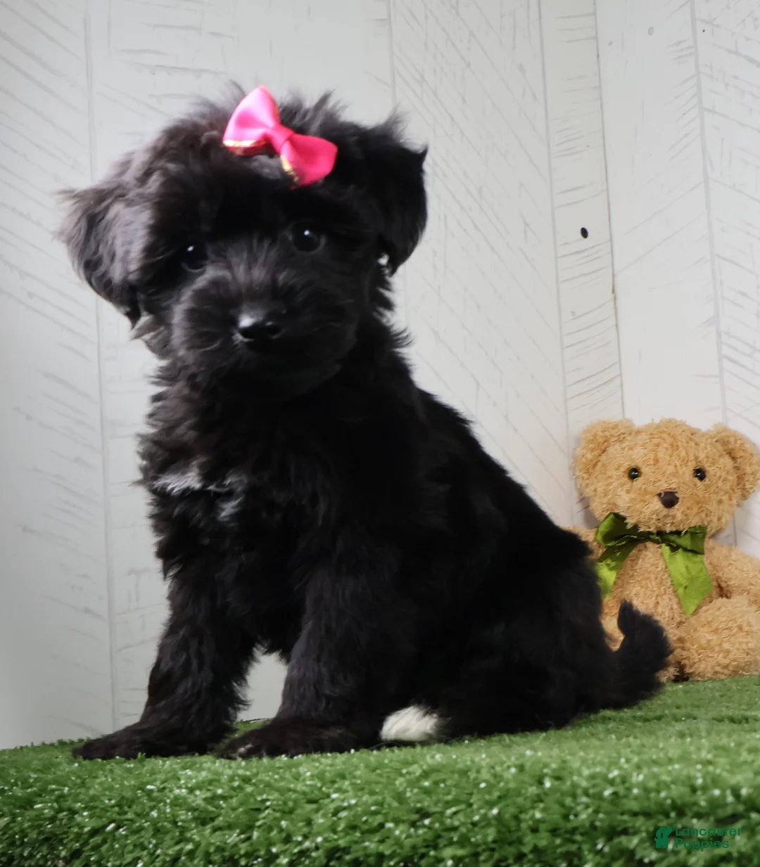 Yochon dogs for sale: Stella - Ad 5