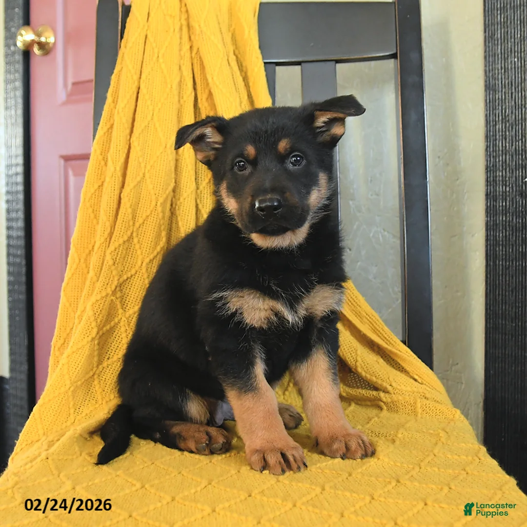 German Shepherd dogs for sale: Gypsy - Ad 5