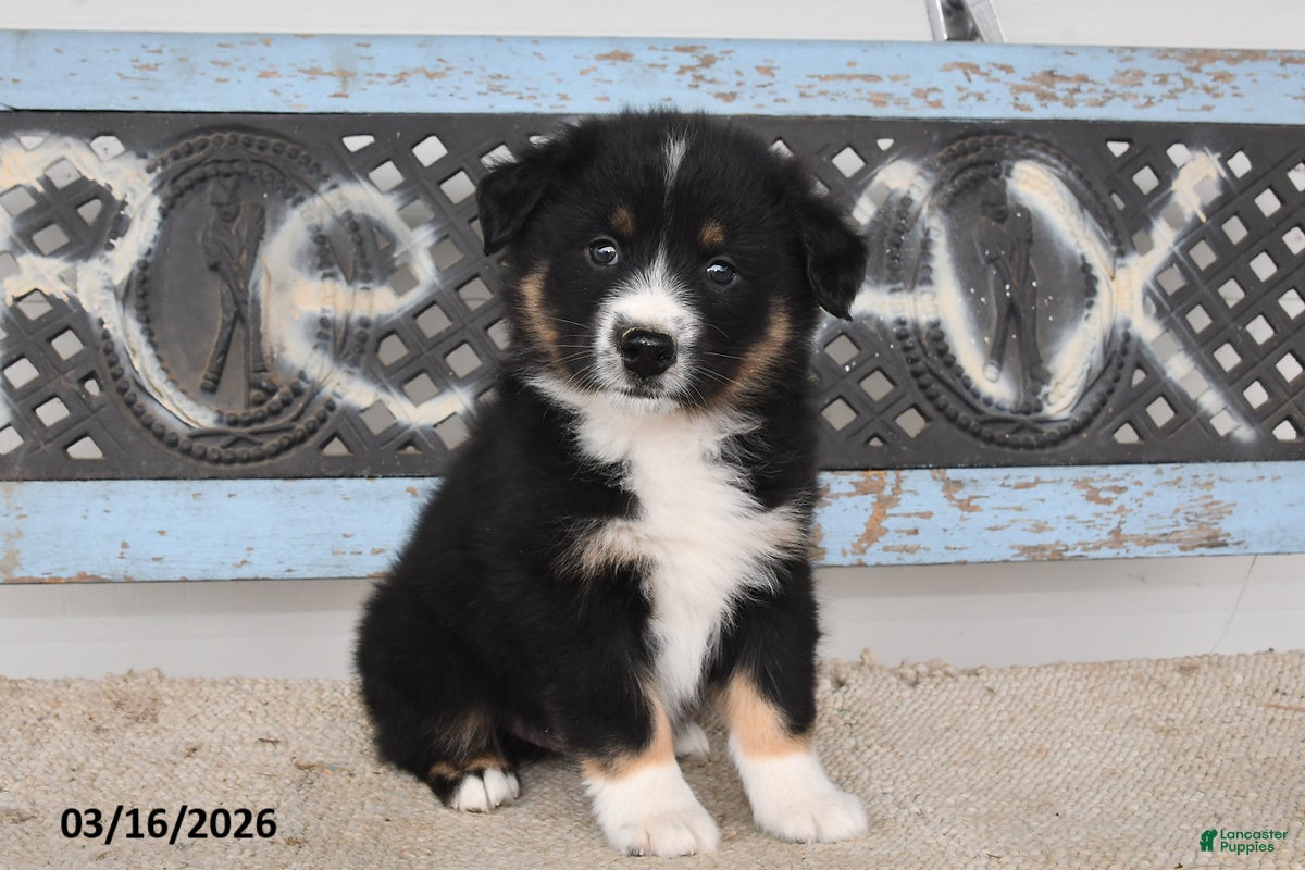 Australian Shepherd dogs Gunner - Ad 1