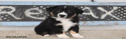 Australian Shepherd dogs for sale: Gunner - Ad 1