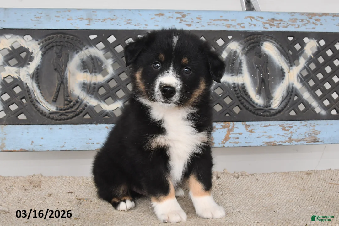 Australian Shepherd dogs for sale: Gunner - Ad 1