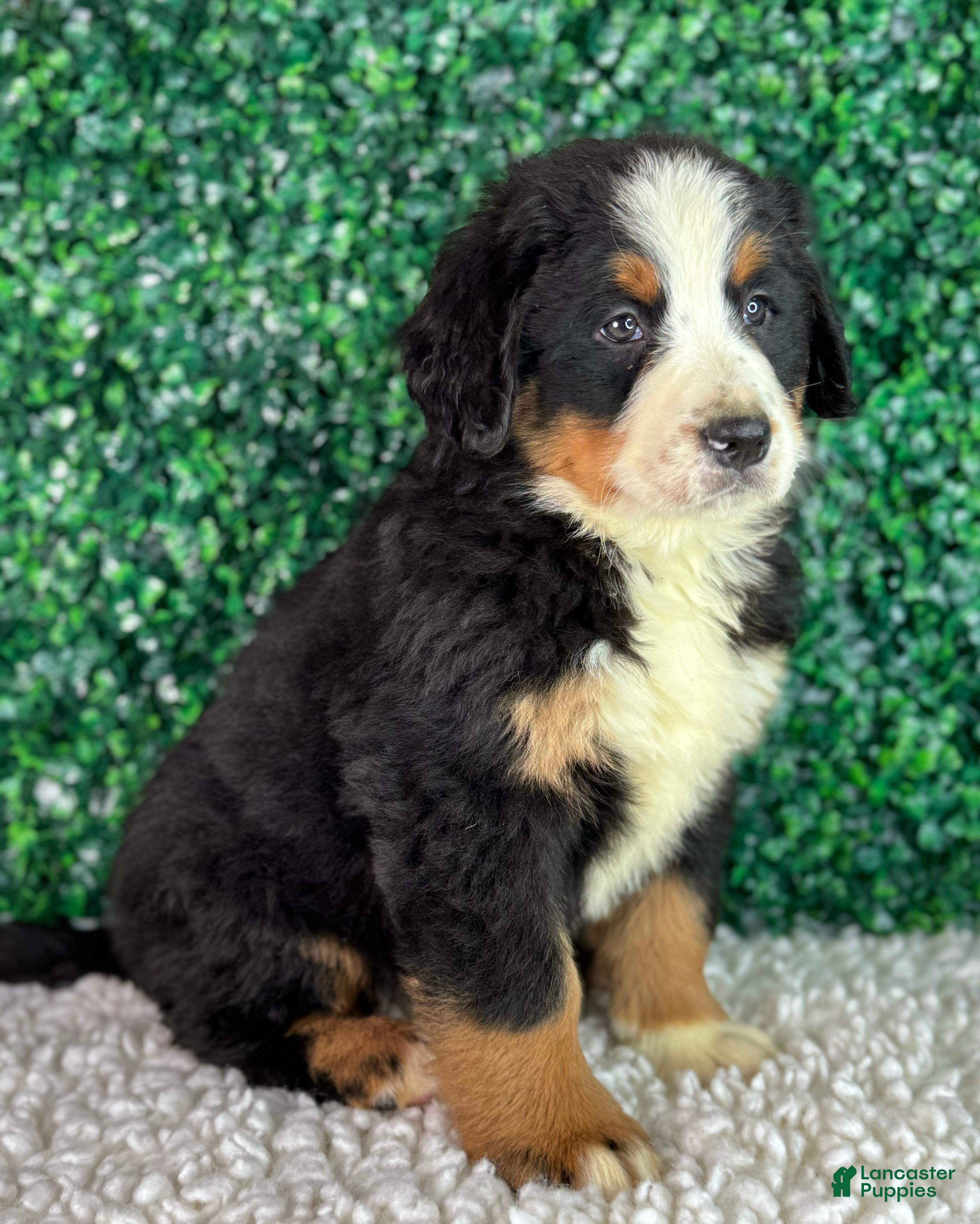 Bernese Mountain Dog dogs Luna  - Ad 2