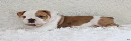 English Bulldog dogs for sale: Henry - Ad 8